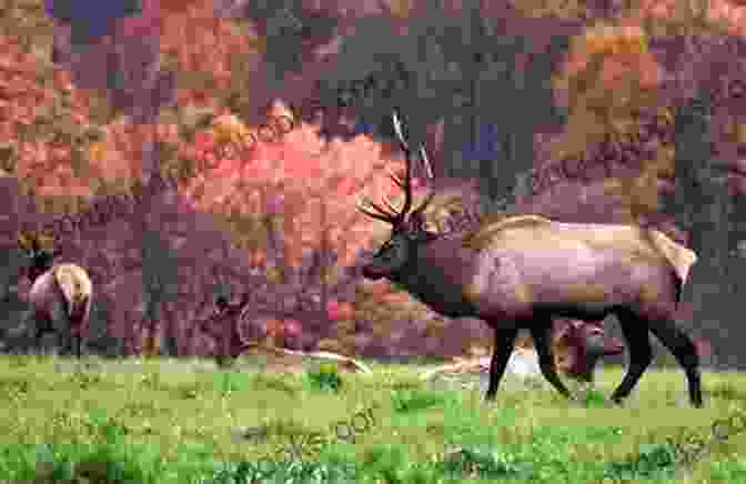 A Herd Of Elk Grazing In A Meadow, Surrounded By Towering Mountain Peaks Calm In The Mountain Storm (Call Of The Rockies 9)