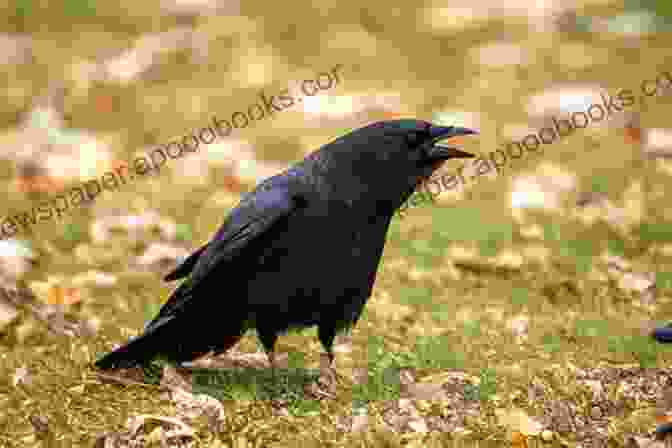 A Majestic Crow Perched On A Branch, Its Piercing Gaze Full Of Wisdom And Mystery. Conversations With The Crow Gregory Douglas