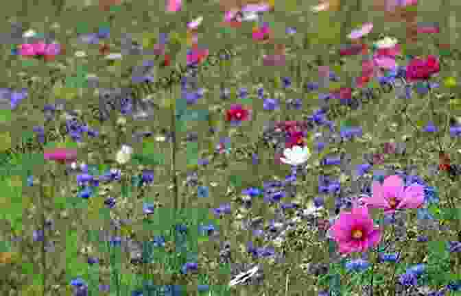 A Meadow Of Wildflowers, Symbolizing The Beauty And Fragility Of Life. She (She Poetry Collection) Jason White