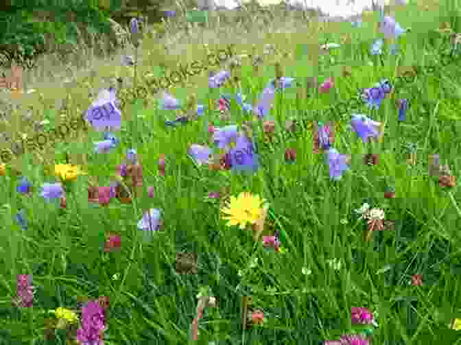 A Meadow Of Wildflowers, Their Vibrant Hues Dancing In The Sunlight Green Shadows And Other Poems