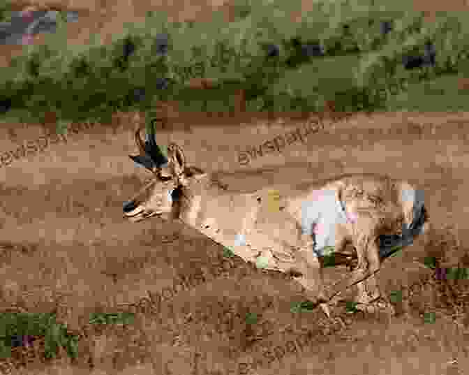 A Pronghorn Antelope Running Through The Great Basin The Great Basin For Kids