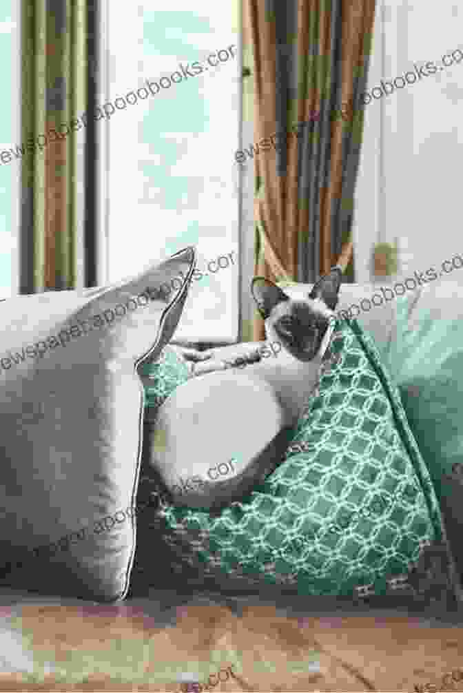 A Siamese Cat Lounging Comfortably In A Cat Friendly Home, Surrounded By Toys And A Cozy Bed. Siamese Cats: The Complete Care Guide To Siamese Cats