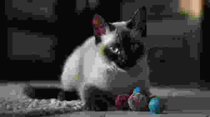 A Siamese Cat Playfully Batting At A Toy, Its Tail Swishing With Excitement. Siamese Cats: The Complete Care Guide To Siamese Cats