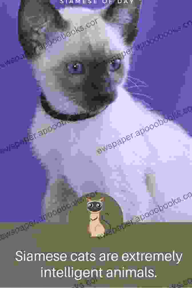 A Siamese Cat Sitting Patiently During A Training Session, Its Intelligent Eyes Focused On The Trainer. Siamese Cats: The Complete Care Guide To Siamese Cats