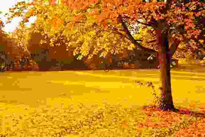 A Solitary Tree Stands Tall In A Field, Leaves Turning Golden In Autumn. Haiku Reflections II: : The Four Seasons (Haiku Reflections: The Four Seasons 2)