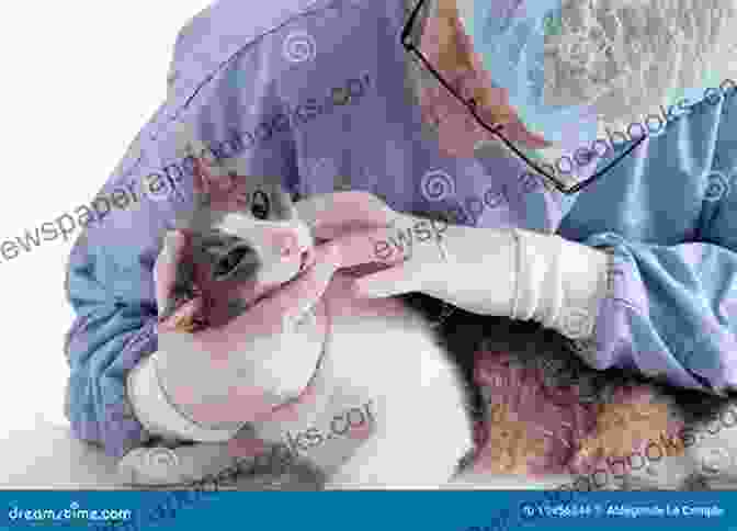 A Veterinarian Examining A Siamese Cat, Ensuring Its Overall Well Being. Siamese Cats: The Complete Care Guide To Siamese Cats