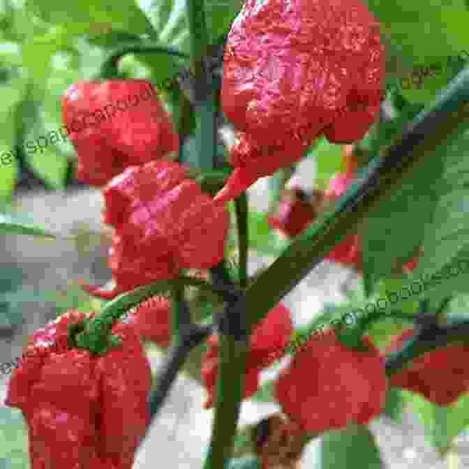 A Vibrant Display Of Fiery Carolina Reaper Peppers Connell (Carolina Reapers 3) Samantha Whiskey