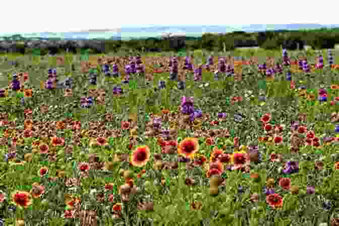 A Vibrant Meadow Blooms With Wildflowers, Symbolizing The Renewal Of Spring. Haiku Reflections II: : The Four Seasons (Haiku Reflections: The Four Seasons 2)