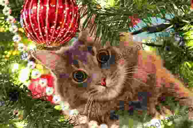 Alfie The Holiday Cat Sitting By A Christmas Tree Alfie The Holiday Cat (Alfie 4)