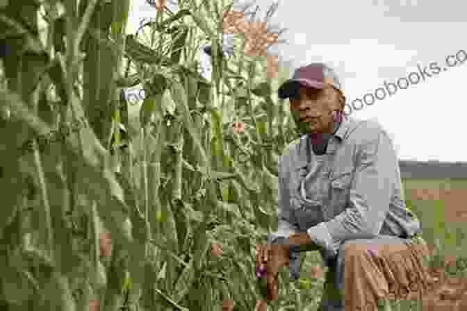 Choctaw Farmers Tending To Cornfields Pre Removal Choctaw History: Exploring New Paths (The Civilization Of The American Indian 255)