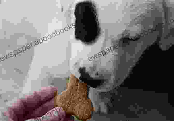 Dog Eating A Homemade Treat The Ultimate Dog Treat Cookbook: Homemade Goodies For Man S Best Friend