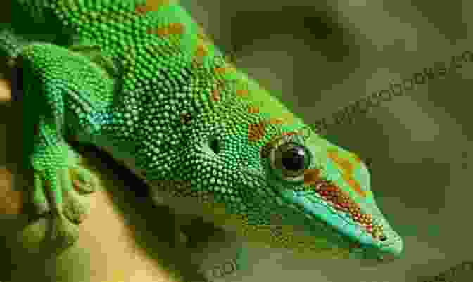 Giant Day Gecko Giant Day Gecko: Every Thing You Need To Know On Giant Day Gecko Housing Training Care And It Diet Feeding