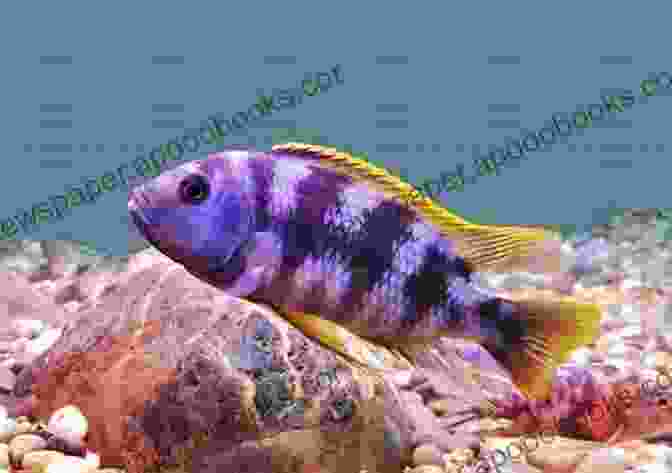 Group Of Mbuna Cichlids Swimming In A Tank My Experience Keeping Lake Malawi Cichlids: A Guide For Keeping Lake Malawi Cichlids