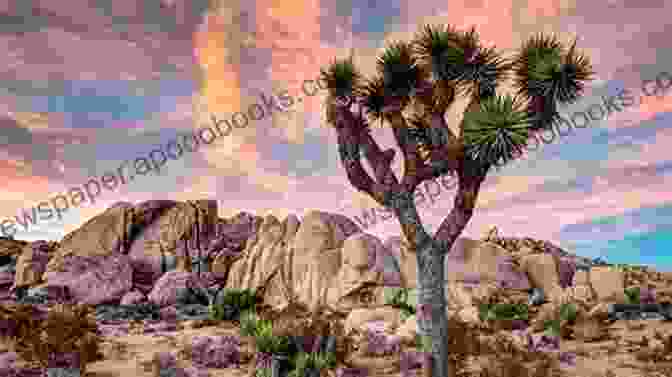 Joshua Tree National Park GW S 2024 Wild West Road Trip: 28 Days 7700 Miles 8 States And 10 National Parks