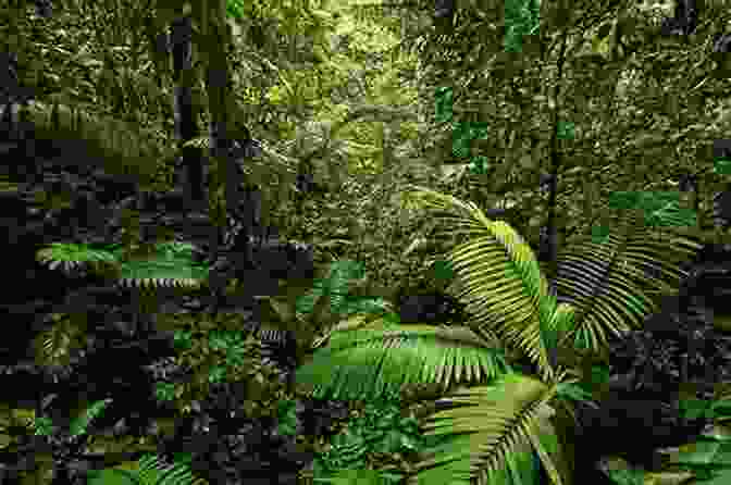 Lush Rainforest Scene With Vibrant Flora And Fauna Tropical Rain: A Bilingual Downpour