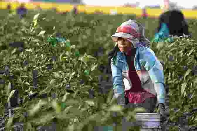 Mexican Migrant Workers Picking Crops In The United States Guest Workers Or Colonized Labor?: Mexican Labor Migration To The United States