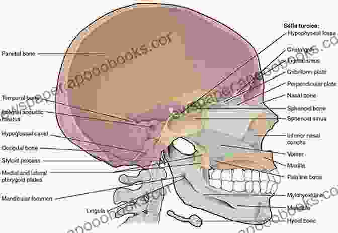 Midline Skull Base Surgery Diagram Midline Skull Base Surgery James Edward