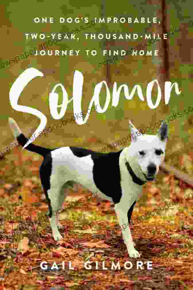 One Dog's Improbable Two Year, Thousand Mile Journey To Find Home Solomon: One Dog S Improbable Two Year Thousand Mile Journey To Find Home