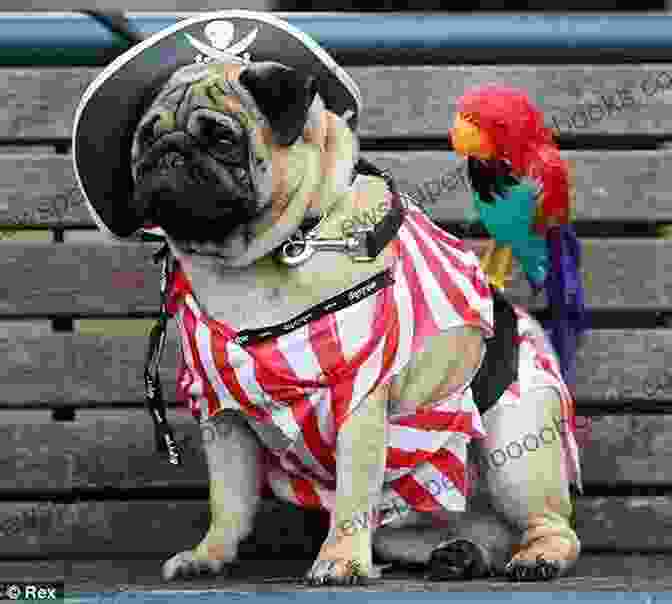 Pugwash The Pug In A Jaunty Seafaring Hat Pugwash Vern Thiessen