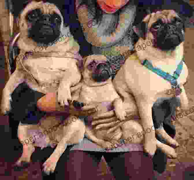 Pugwash The Pug Sitting With His Family Pugwash Vern Thiessen