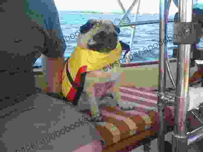 Pugwash The Pug Standing On The Deck Of A Sailboat Pugwash Vern Thiessen