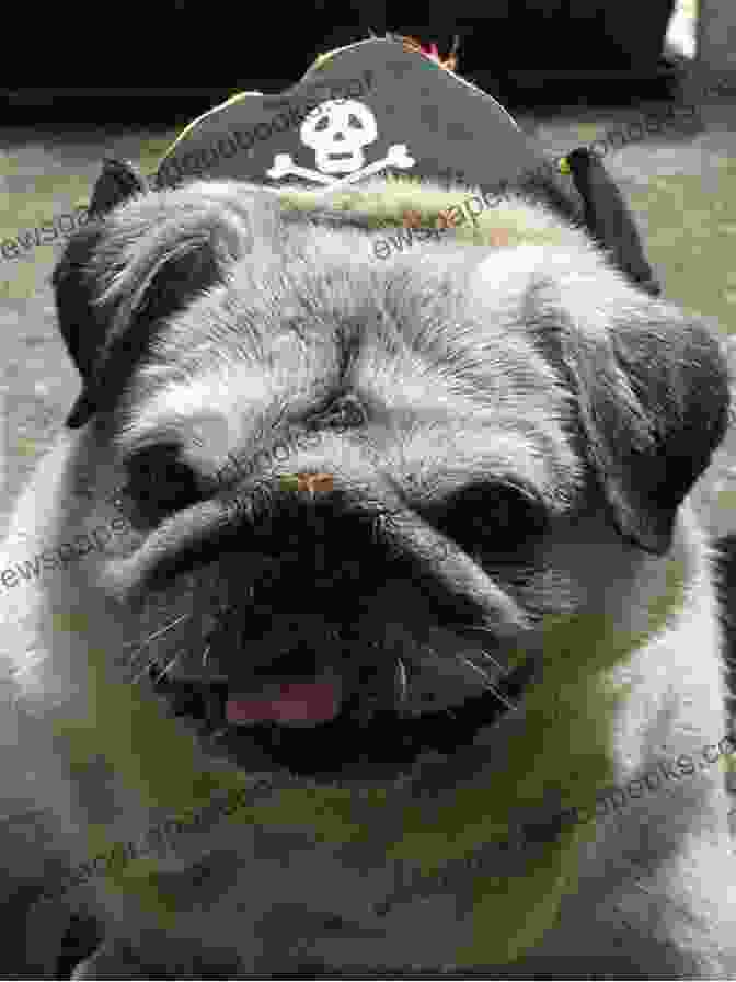 Pugwash The Pug Surrounded By His Animal Friends Pugwash Vern Thiessen