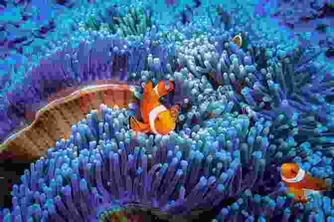 Stunning Ocean Life Photography For Kids The Ocean: Ocean Life Photos And Facts For Kids