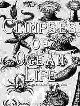 Glimpses Of Ocean Life (Illustrastions): Rock Pools And The Lessons They Teach